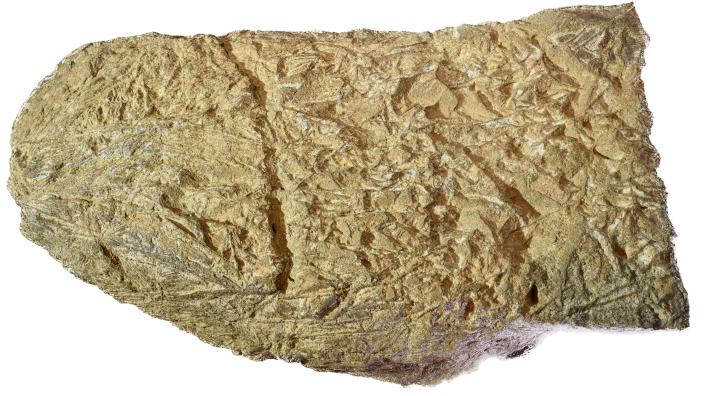 Spinifex-textured komatiite, 1.5 m long, from Serpentine Bay, south of Kalgoorlie, Western Australia.